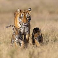 Tiger with cubs