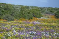 West coast national park
