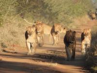 Lions