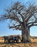 Baobab tree