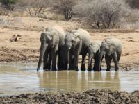 Elephants