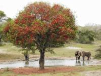 Tembe Elephant Park