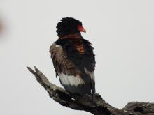 Bateleur