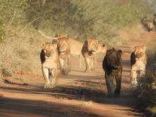 Lions