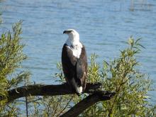 Fish Eagle at Mankwe dam